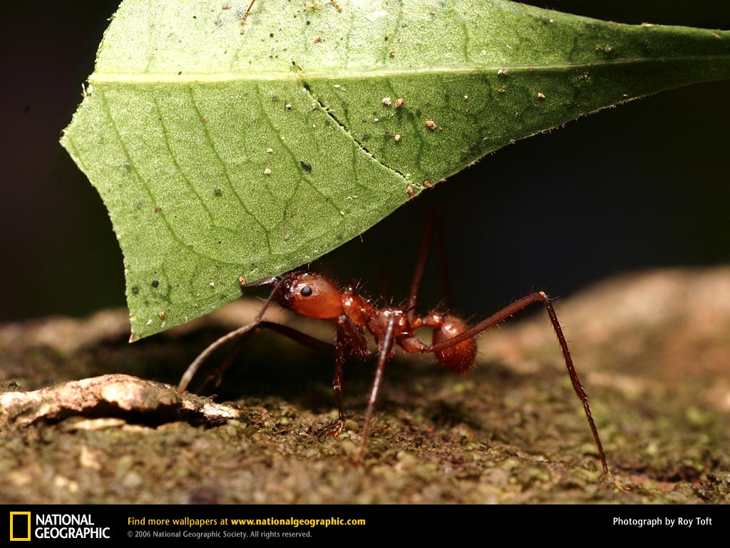 Ants In Spanish