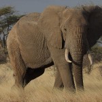 African Elephant