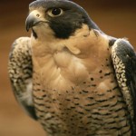 Peregrine Falcon