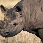 Black Rhino