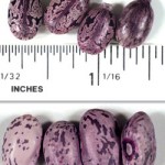 Castor Beans Used to Make Ricin, a Deadly Poison