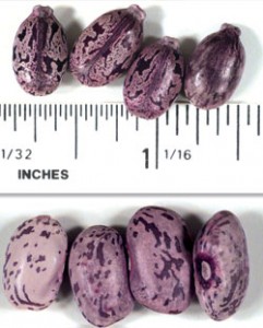 Castor Beans Used to Make Ricin, a Deadly Poison