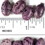 Castor Beans Used to Make Ricin, a Deadly Poison