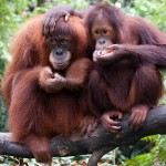 orangutan facts