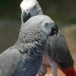 African Grey Parrot