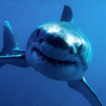 Great White Shark swimming