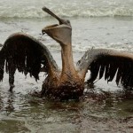 British Petroleum Oil Spill