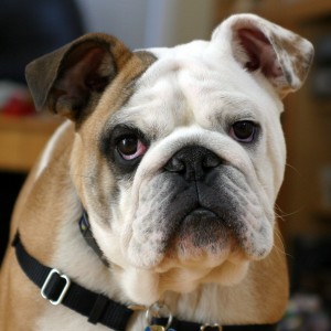 Clyde_The_Bulldog