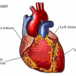 Human Heart