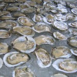 Oysters