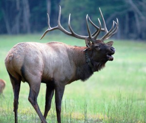 Bull Elk