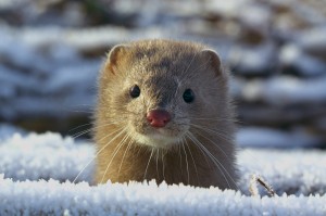 Mustela vison - American Mink