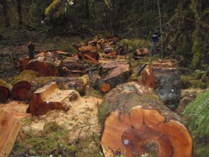 Big Leaf Maple Trees