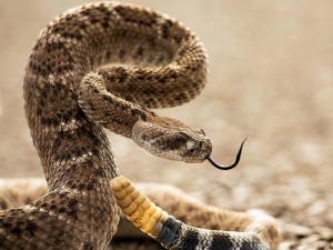 diamondback-big-bend_65566_990x742