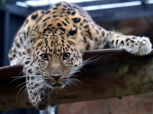 Amur leopards