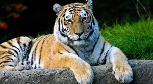 Siberian Tiger