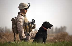 U.S. Marine Lance Cpl. Nick Lacarra, a dog handler with Combined Anti-Armor Team 2, Weapons Company, 3rd Battalion, 3rd Marine Regiment, and 20-year-old native of Long Beach, Calif., and Coot, an improvised explosive device detection dog, hold security in a field during a partnered security patrol with Afghan Border Police here, Jan. 30, 2012. On deployment in Helmand province‚Äôs Garmsir district, the ‚ÄòAmerica‚Äôs Battalion‚Äô dog handlers and their improvised explosive device detection dogs live, travel and work together. In a combat environment largely devoid of the safety and comforts of home, the energetic Labrador retrievers are neither pets nor expendable objects. They‚Äôre faithful friends and saviors of Marines. Since arriving here in November, IED detection dogs have found four drug caches and two IEDs.