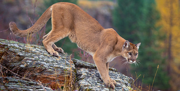 Three Mountain Lions Recently Spotted at a Pond in California