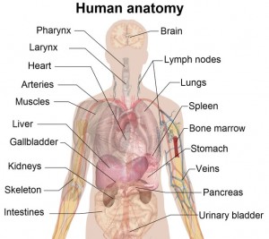 Human Anatomy