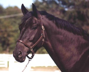 Racehorse Heads 5