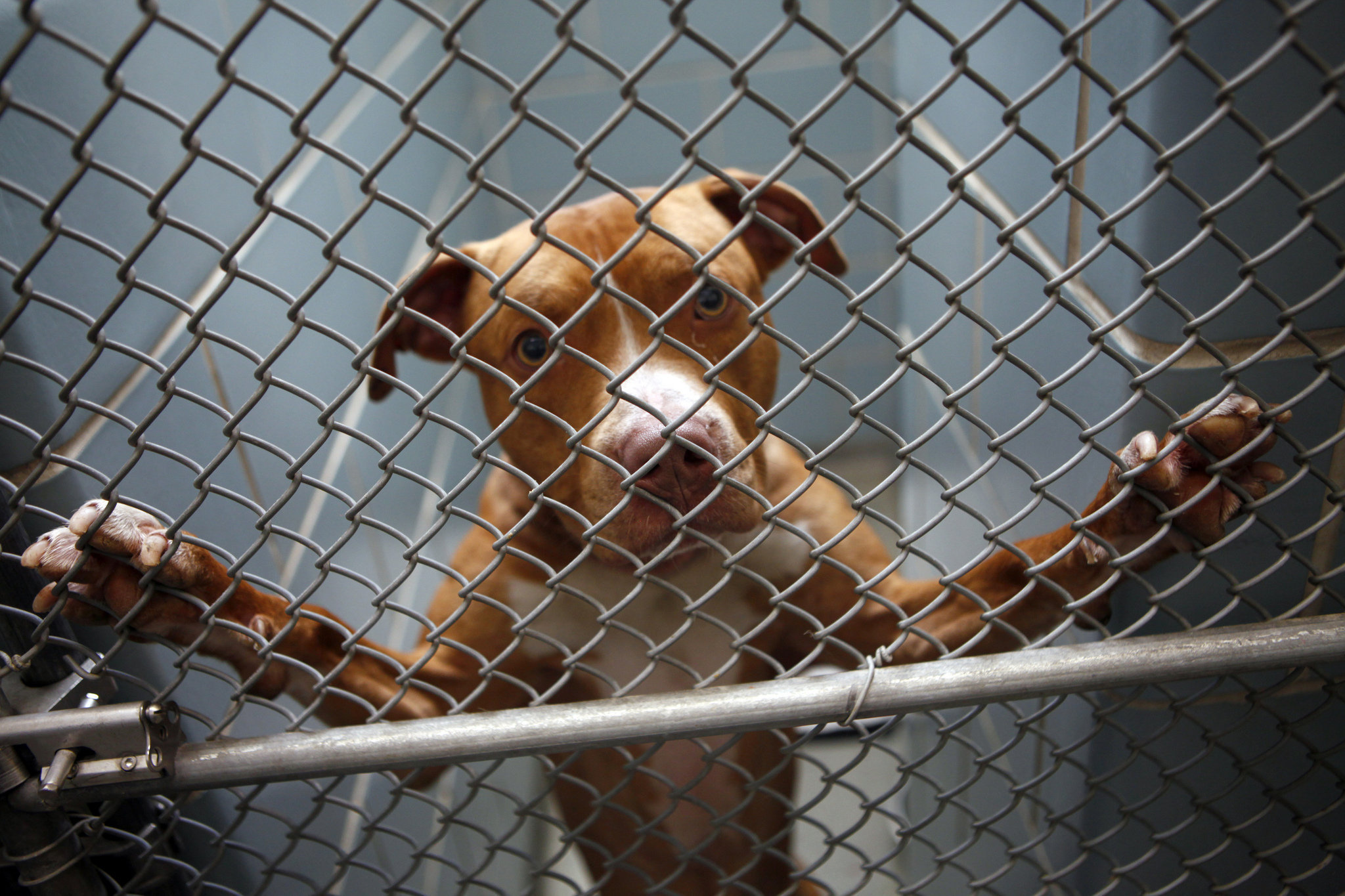 A brown dog looking through a chain link fence.