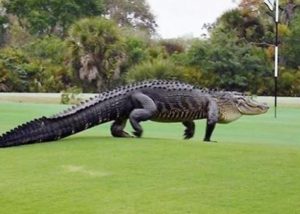 alligator