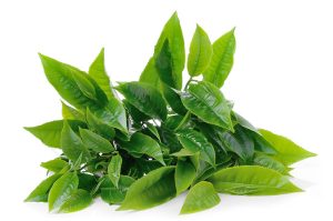 green-tea-extract