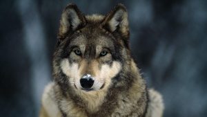 National Geographic Gray Wolf