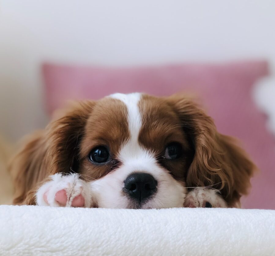 long-coated white and brown puppy