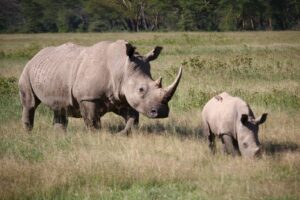 brown rhinoceros on green grass field during daytime