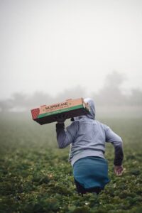 person in gray hoodie holding green and brown carton