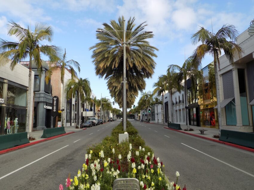 green palm trees beside gray asphalt road during daytime