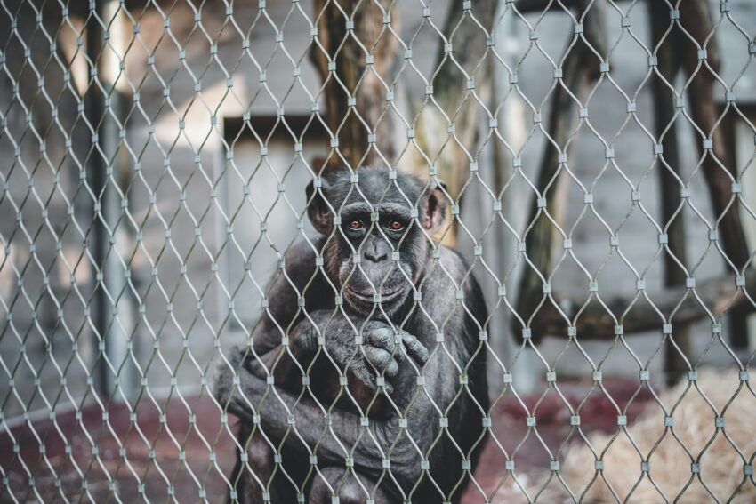 monkey sitting inside a cage